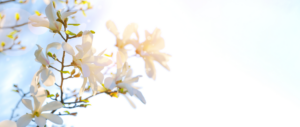 White flower blooms on a tree branch