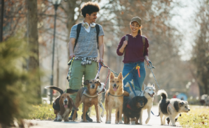 Young couple walking dogs.